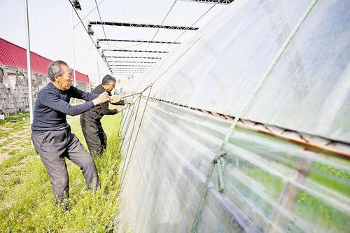 4月11日，石家莊市藁城區(qū)農(nóng)昌種植服務專業(yè)合作社的農(nóng)民正在加固蔬菜大棚。本報記者 史晟全攝